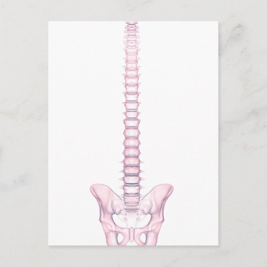 Conceptual Image of Human Backbone 2 Postkarte (Vorderseite)