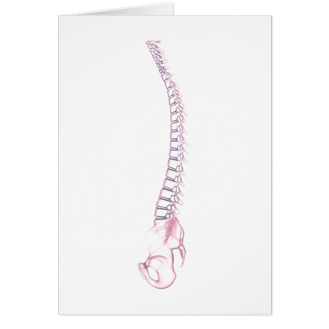 Conceptual Image of Human Backbone 3 (Vorne)
