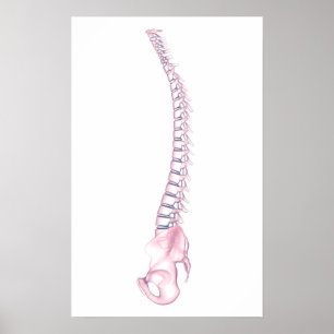 Conceptual Image of Human Backbone 3 Poster