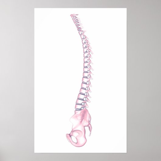 Conceptual Image of Human Backbone 3 Poster (Vorne)