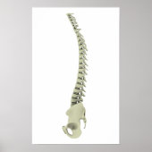 Conceptual Image of Human Backbone 7 Poster (Vorne)