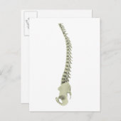 Conceptual Image of Human Backbone 7 Postkarte (Vorne/Hinten)