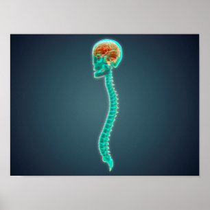 Conceptual Image Of Human Brain, Skull And Spine Poster
