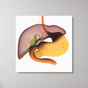 Conceptual Image of Human Digestive System 1 Leinwanddruck