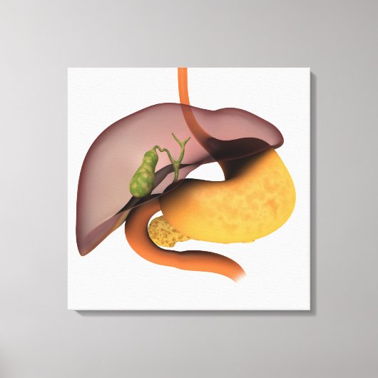 Conceptual Image of Human Digestive System 1 Leinwanddruck (Vorderseite)
