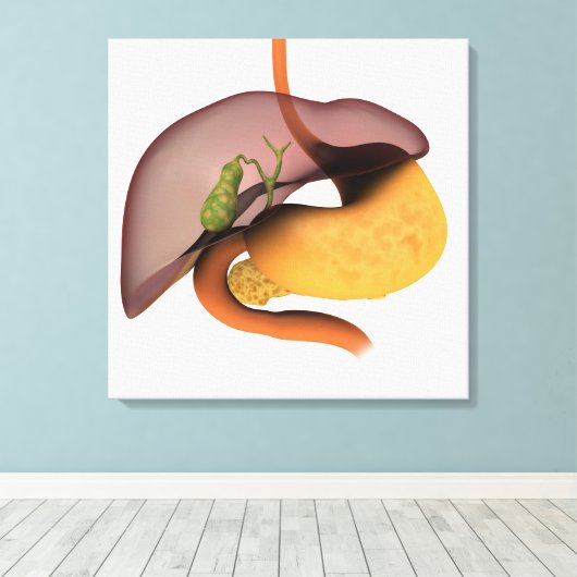 Conceptual Image of Human Digestive System 1 Leinwanddruck (Insitu (Holzboden))