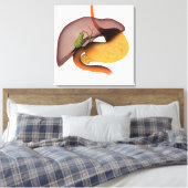 Conceptual Image of Human Digestive System 1 Leinwanddruck (Insitu (Schlafzimmer))