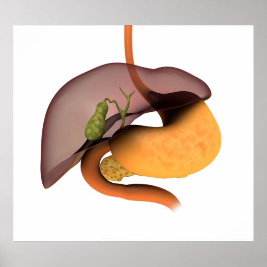 Conceptual Image of Human Digestive System 1 Poster (Vorne)