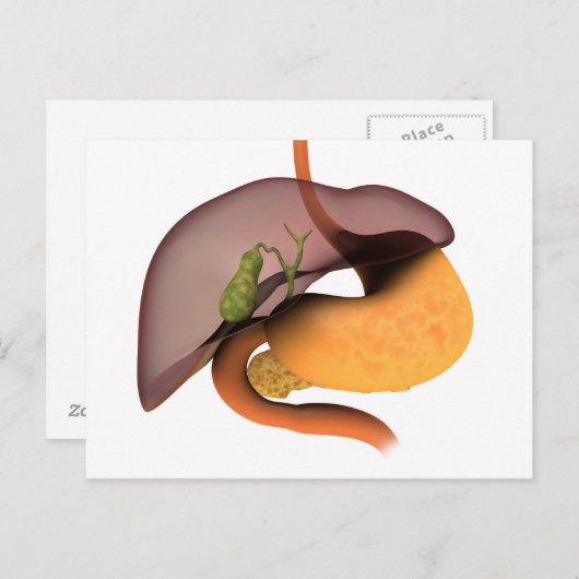 Conceptual Image of Human Digestive System 1 Postkarte (Vorne/Hinten)