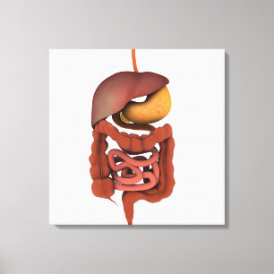 Conceptual Image of Human Digestive System 2 Leinwanddruck