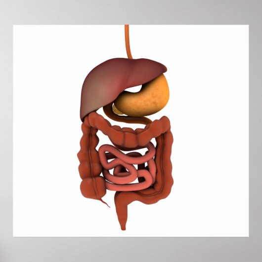 Conceptual Image of Human Digestive System 2 Poster (Vorne)