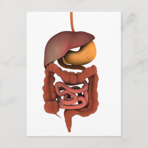 Conceptual Image of Human Digestive System 2 Postkarte