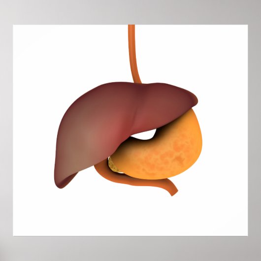 Conceptual Image of Human Digestive System 3 Poster (Vorne)