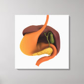 Conceptual Image of Human Digestive System 4 Leinwanddruck (Vorderseite)
