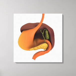Conceptual Image of Human Digestive System 4 Leinwanddruck