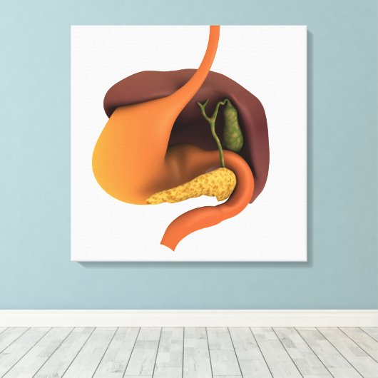 Conceptual Image of Human Digestive System 4 Leinwanddruck (Insitu (Holzboden))