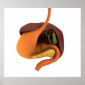 Conceptual Image of Human Digestive System 4 Poster (Vorne)