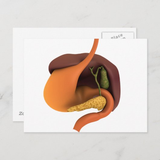 Conceptual Image of Human Digestive System 4 Postkarte (Vorne/Hinten)