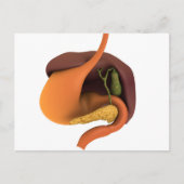 Conceptual Image of Human Digestive System 4 Postkarte (Vorderseite)