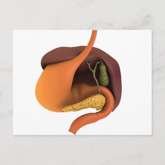 Conceptual Image of Human Digestive System 4 Postkarte (Vorderseite)