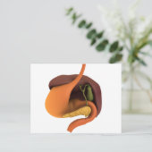 Conceptual Image of Human Digestive System 4 Postkarte (Stehend Vorderseite)