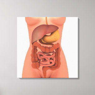 Conceptual Image of Human Digestive System 5 Leinwanddruck