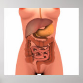 Conceptual Image of Human Digestive System 5 Poster (Vorne)