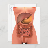 Conceptual Image of Human Digestive System 5 Postkarte (Vorne/Hinten)