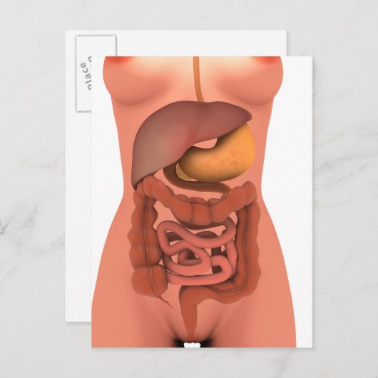 Conceptual Image of Human Digestive System 5 Postkarte (Vorne/Hinten)