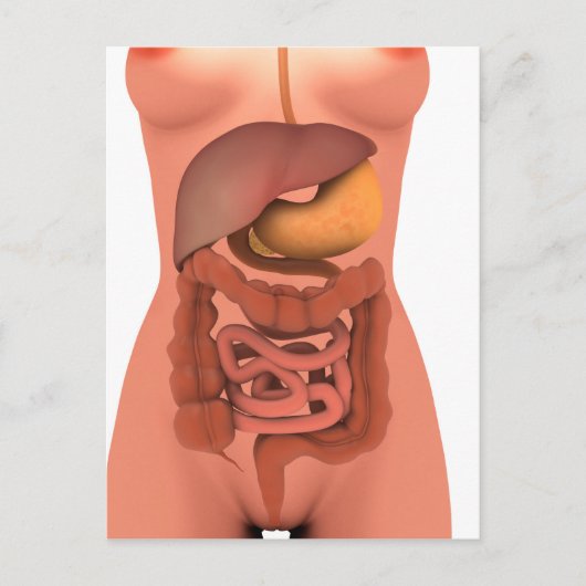 Conceptual Image of Human Digestive System 5 Postkarte (Vorderseite)