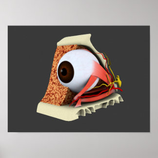 Conceptual Image of Human Eye Anatomy 1 Poster
