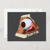 Conceptual Image of Human Eye Anatomy 1 Postkarte (Vorne/Hinten)