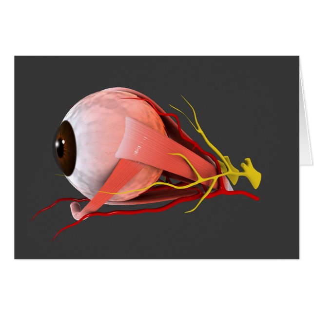 Conceptual Image of Human Eye Anatomy 2 (Vorderseite (Horizontal))
