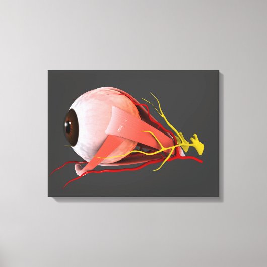 Conceptual Image of Human Eye Anatomy 2 Leinwanddruck (Vorderseite)