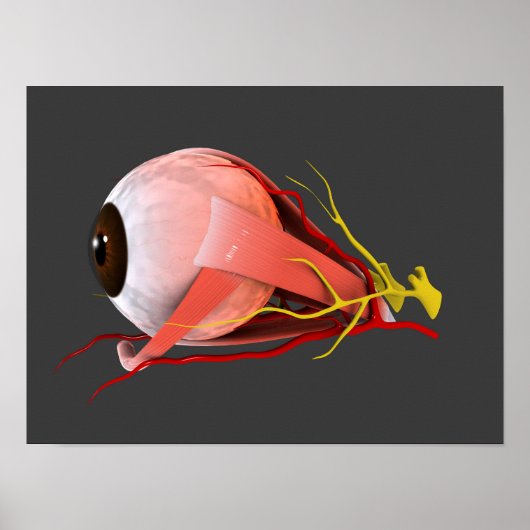 Conceptual Image of Human Eye Anatomy 2 Poster (Vorne)
