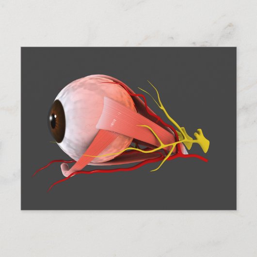 Conceptual Image of Human Eye Anatomy 2 Postkarte (Vorderseite)