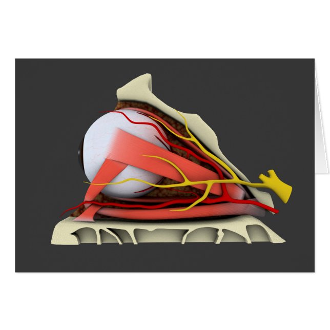 Conceptual Image of Human Eye Anatomy 3 (Vorderseite (Horizontal))