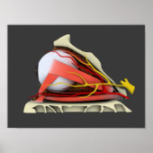 Conceptual Image of Human Eye Anatomy 3 Poster (Vorne)