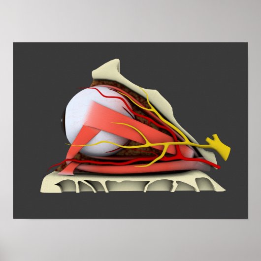 Conceptual Image of Human Eye Anatomy 3 Poster (Vorne)