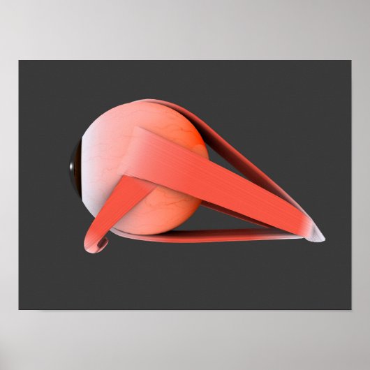 Conceptual Image of Human Eye Anatomy 7 Poster (Vorne)