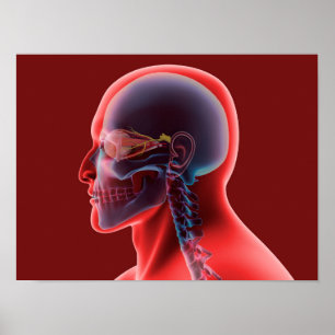 Conceptual Image of Human Eye and Skull Poster