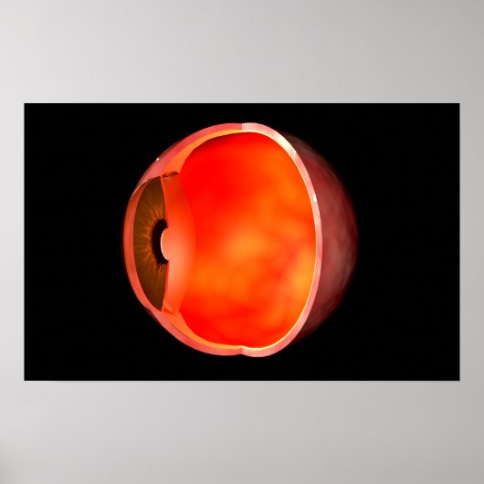 Conceptual Image of human Eye Cross Abschnitt 2 Poster (Vorne)