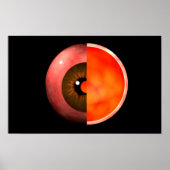 Conceptual Image of human Eye Cross Section 3 Poster (Vorne)