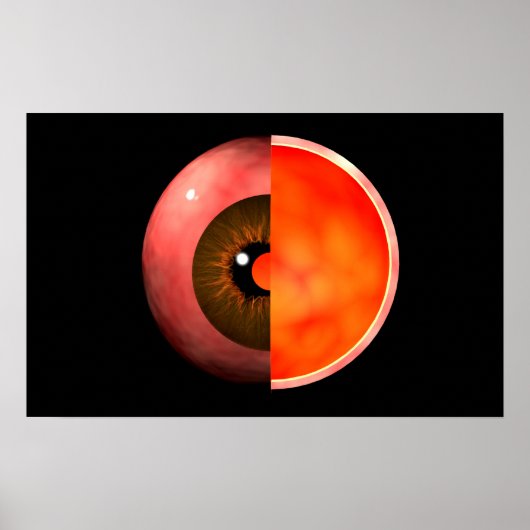Conceptual Image of human Eye Cross Section 3 Poster (Vorne)