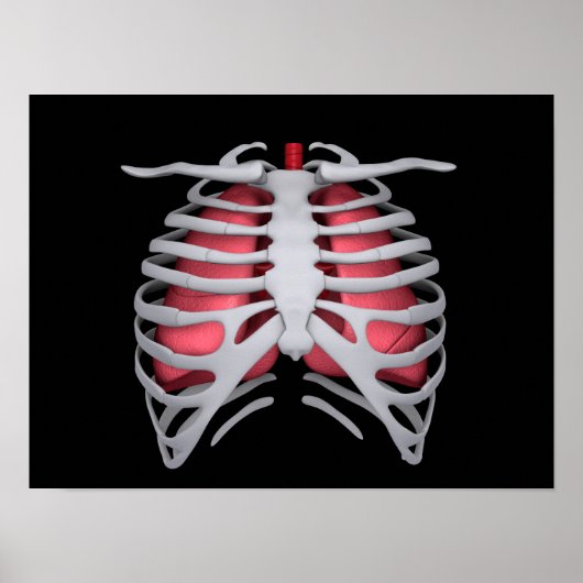 Conceptual Image of Human Lungs and Rib Cage 1 Poster (Vorne)