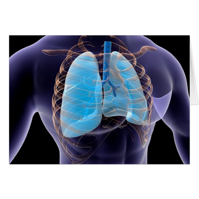 Conceptual Image of Human Lungs and Rib Cage 2 (Vorderseite (Horizontal))