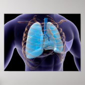 Conceptual Image of Human Lungs and Rib Cage 2 Poster (Vorne)
