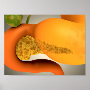 Conceptual Image of Human Pankreas and Stomach Poster