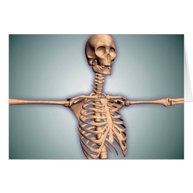Conceptual Image of Human Rib Cage and Spinal (Vorderseite (Horizontal))