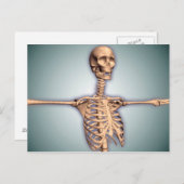 Conceptual Image of Human Rib Cage and Spinal Postkarte (Vorne/Hinten)